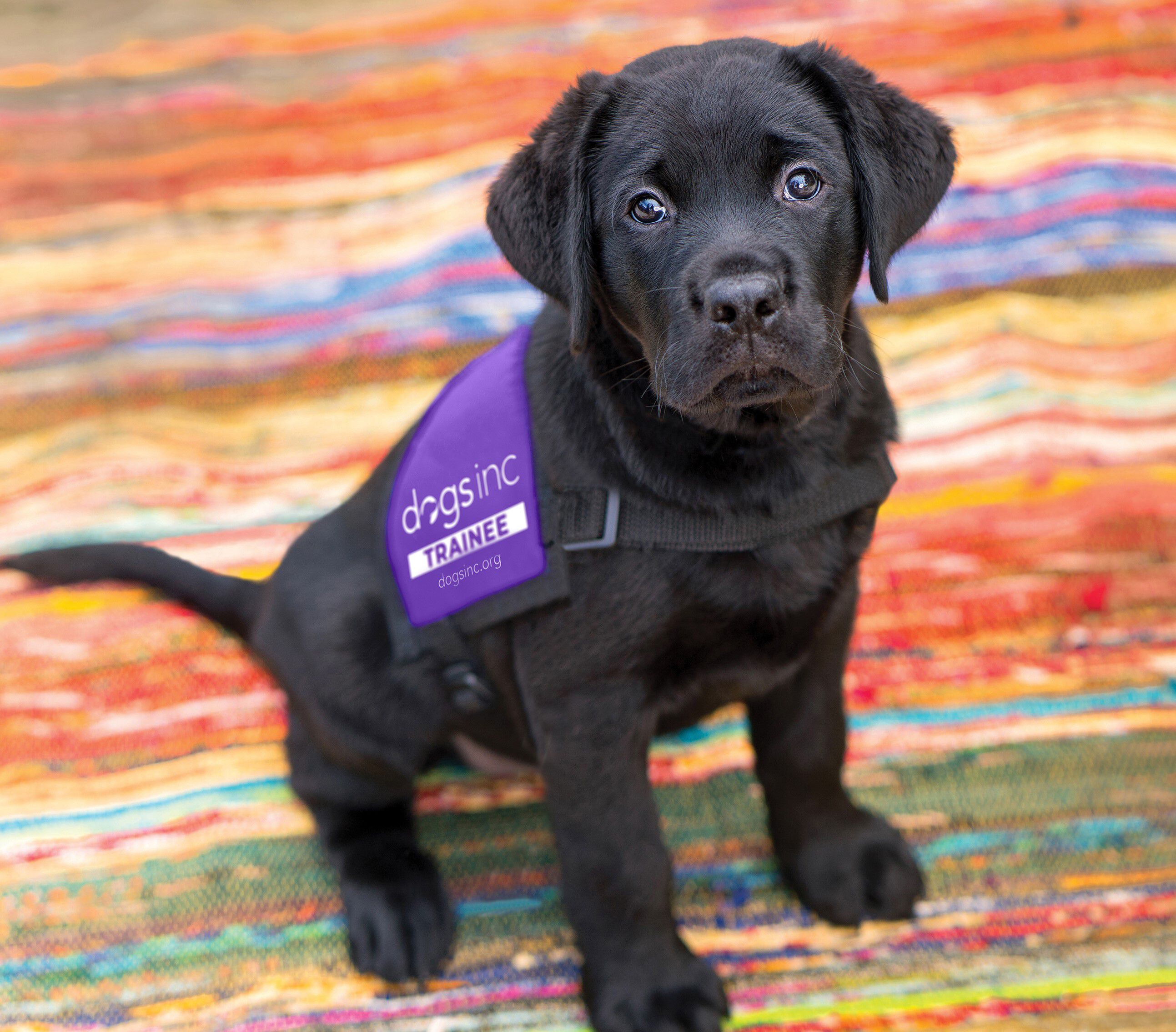 A golden retriever puppy wearing a blue bandana that reads "Southeastern Guide Dogs," sitting in a garden with colorful flowers in the background.